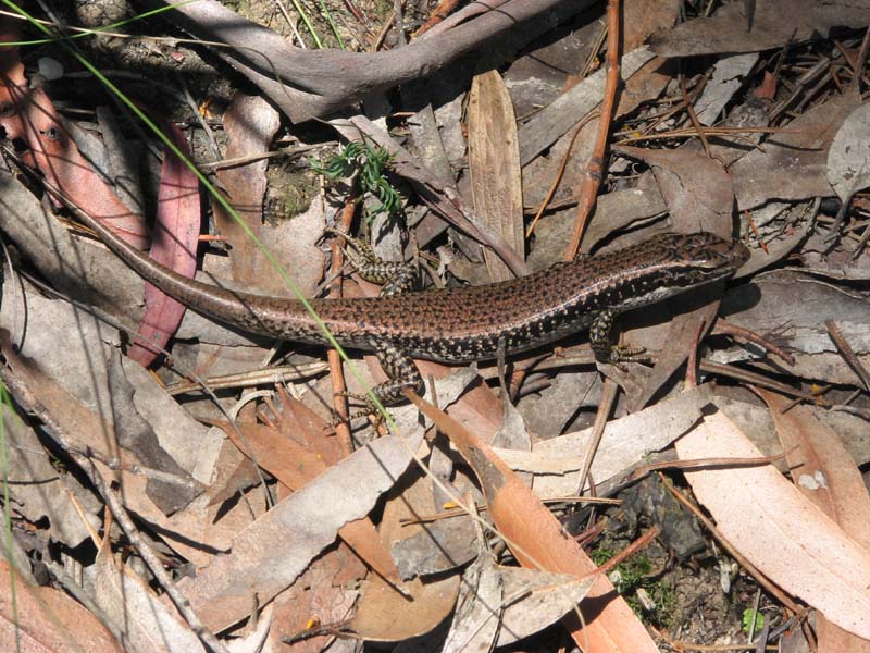 Yellow-bellied Water Skink